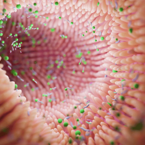 Le Microbiote Intestinal
